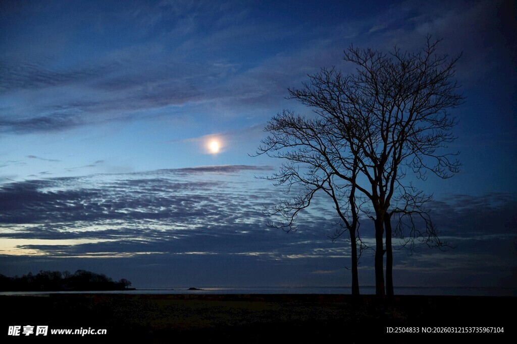 月夜下的孤树