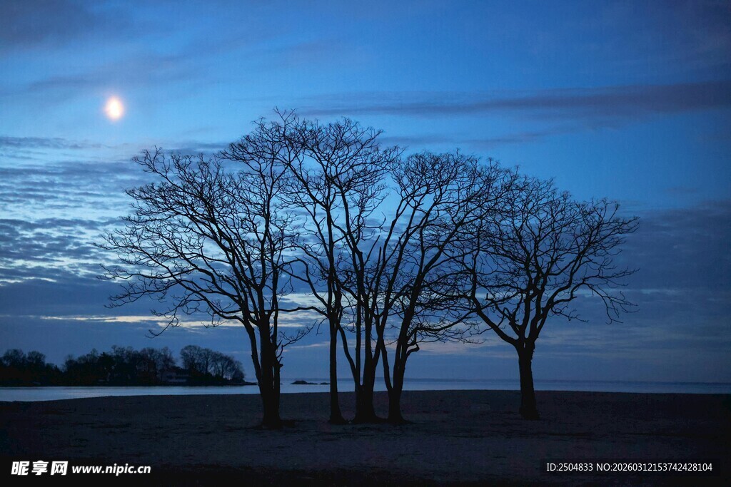 月夜下的孤独树木