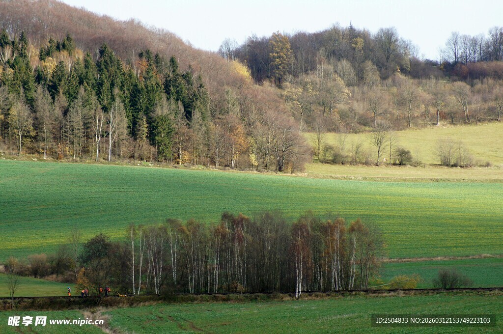 田园风光中的葱郁树林