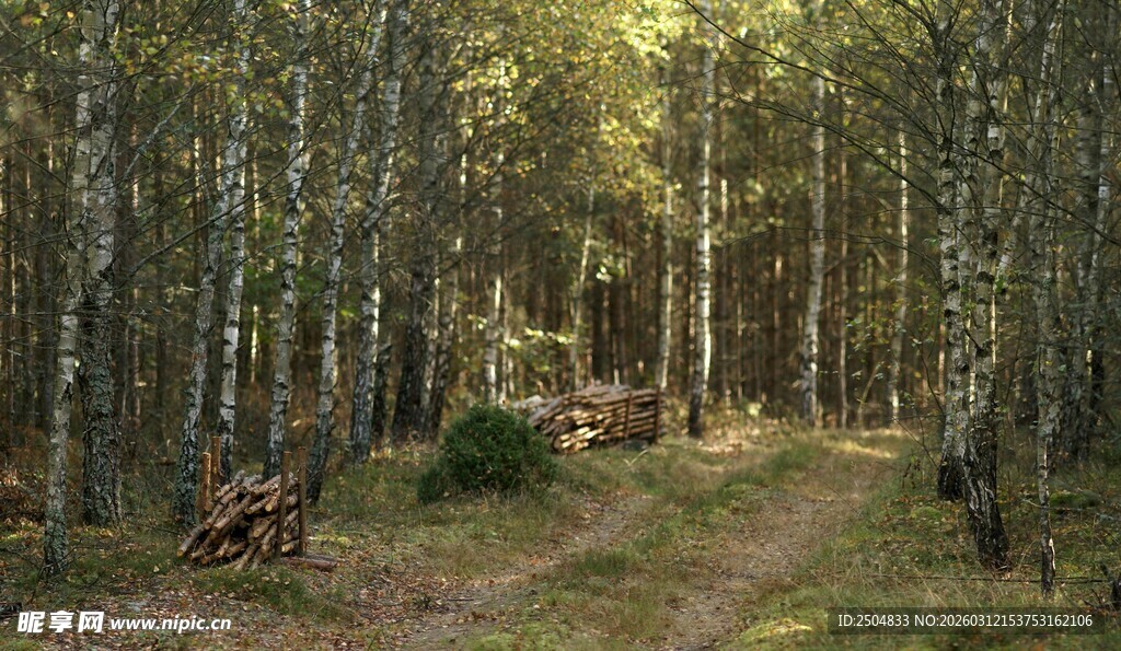林间静谧小径与休憩长椅