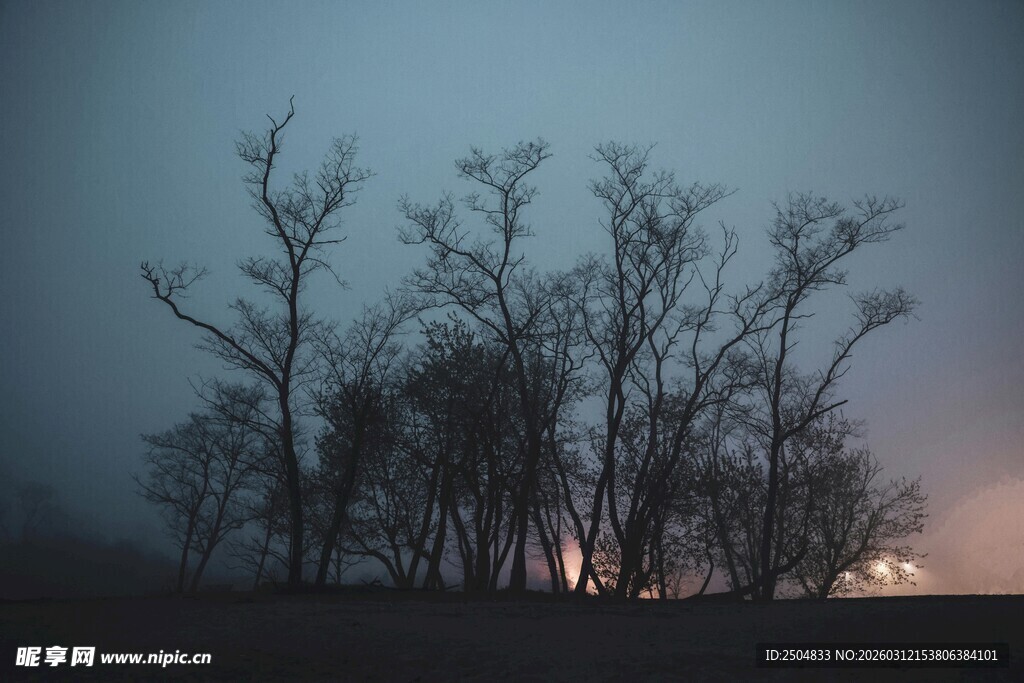 黄昏下的枯树剪影