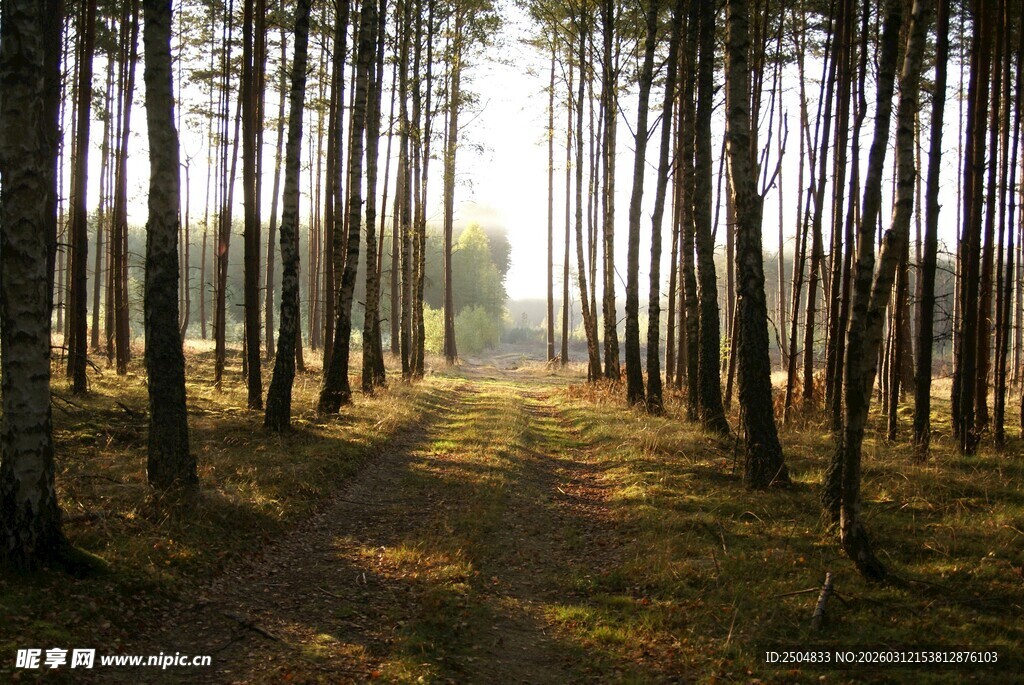 林间小道 阳光洒落的静谧