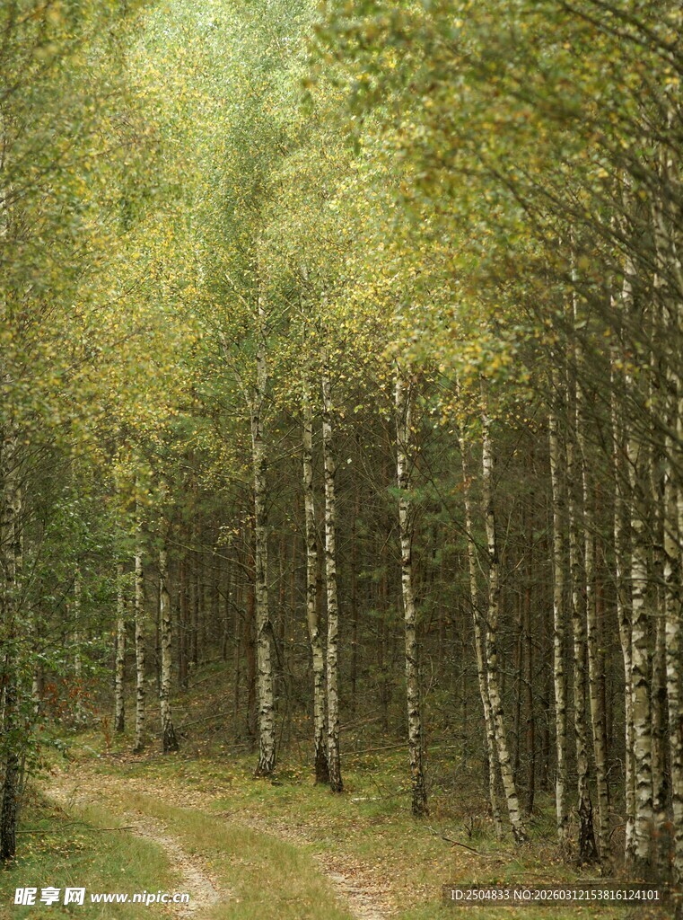 林间小径 白桦树的静谧世界