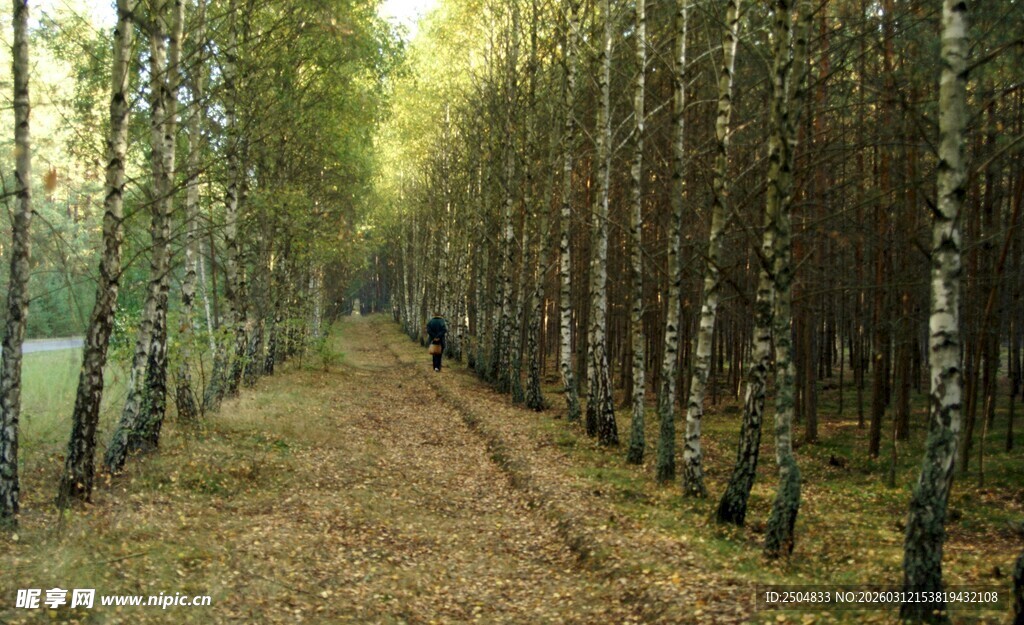 秋日白桦林小径