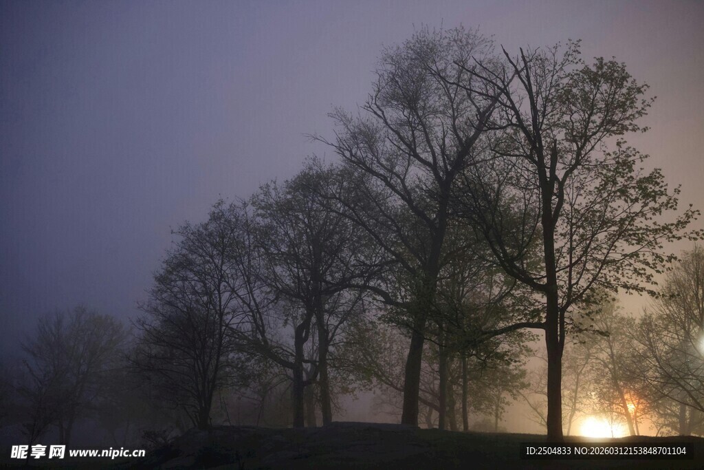 雾中树林的静谧黄昏