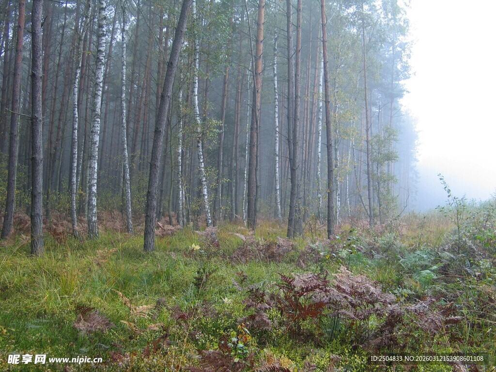 雾中森林的静谧景致
