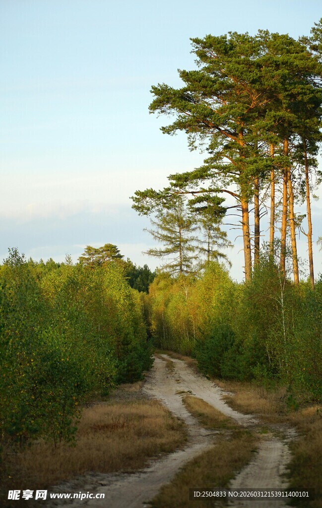乡间泥泞小路旁的葱郁树林