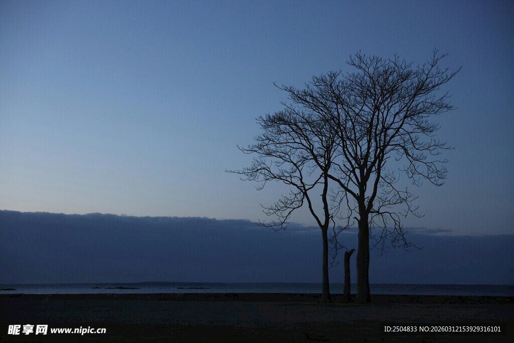 旷野孤树 暮色中的静谧