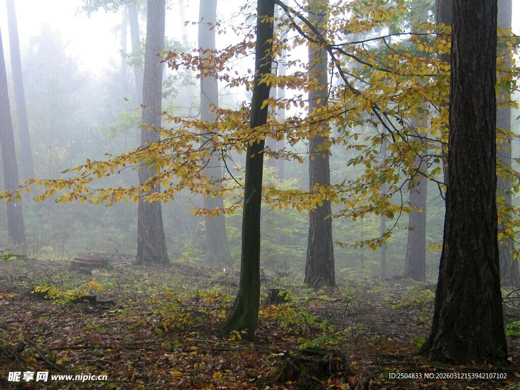 雾中秋日森林美景