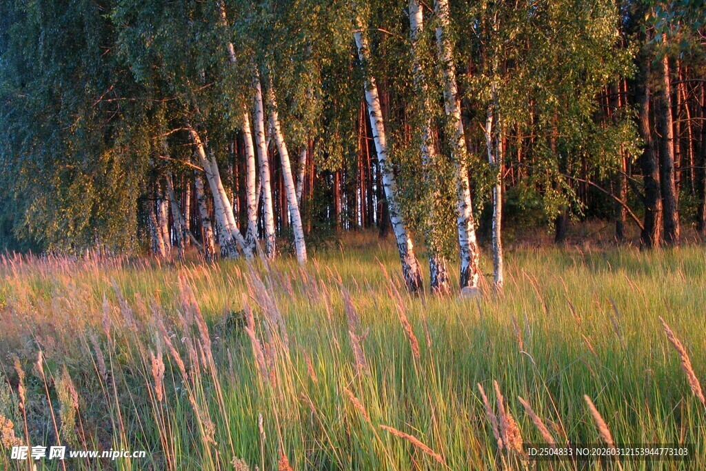 黄昏下的白桦林与草地