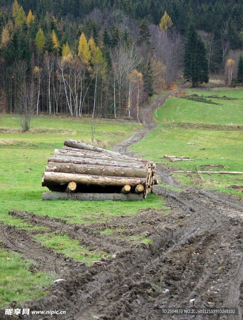 田野中堆放的原木
