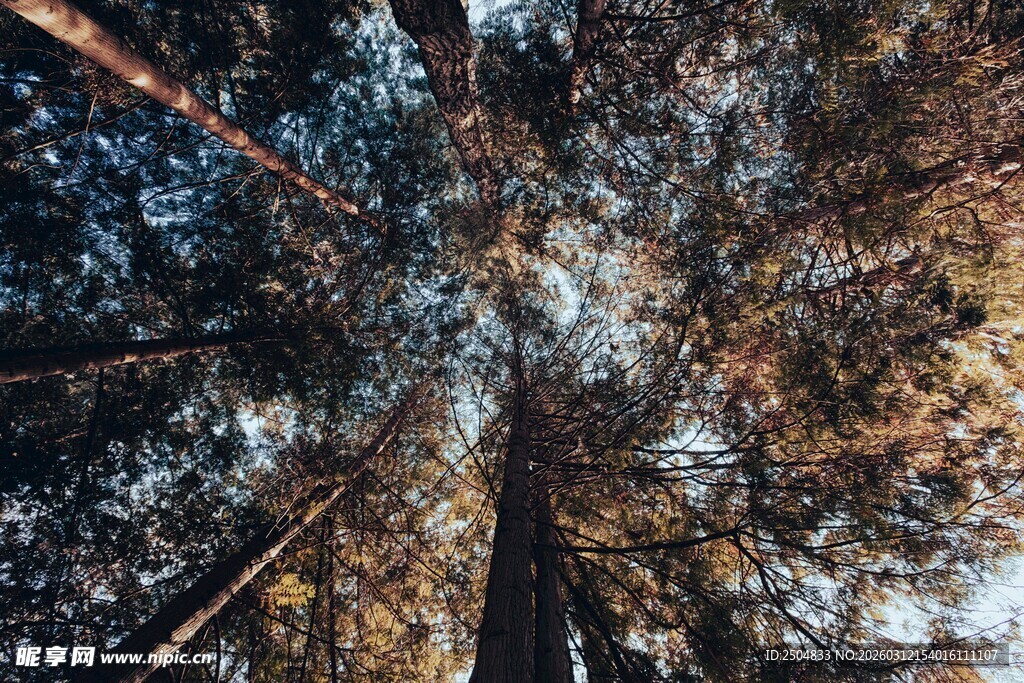 仰视森林中的高大树木
