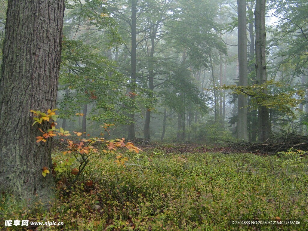 雾中森林的静谧景致