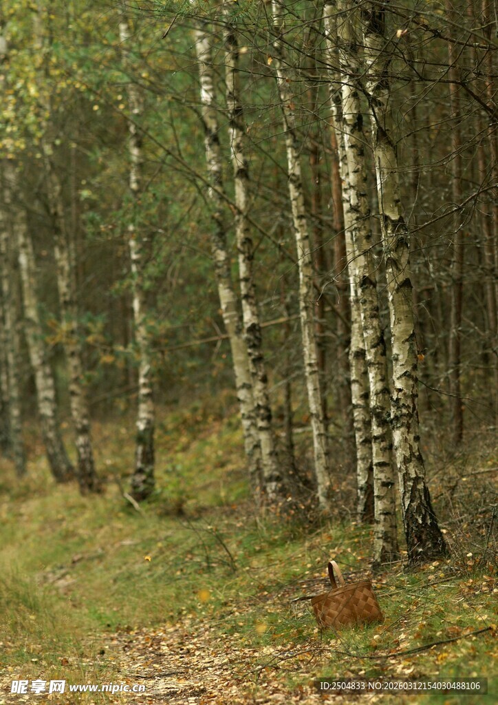 秋日白桦林美景