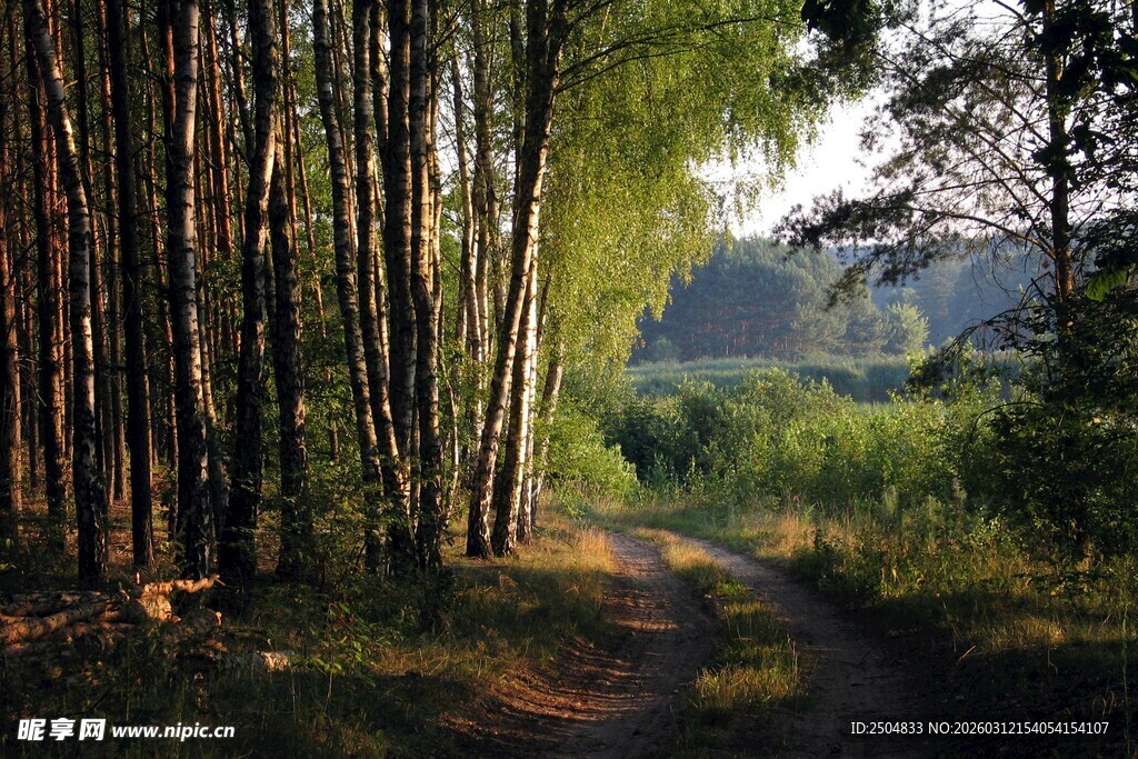 林间小道 漫步自然之境