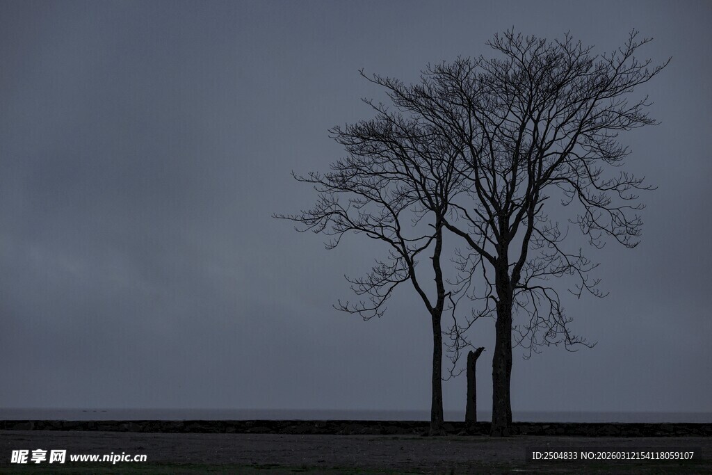 旷野孤树 尽显萧瑟之态
