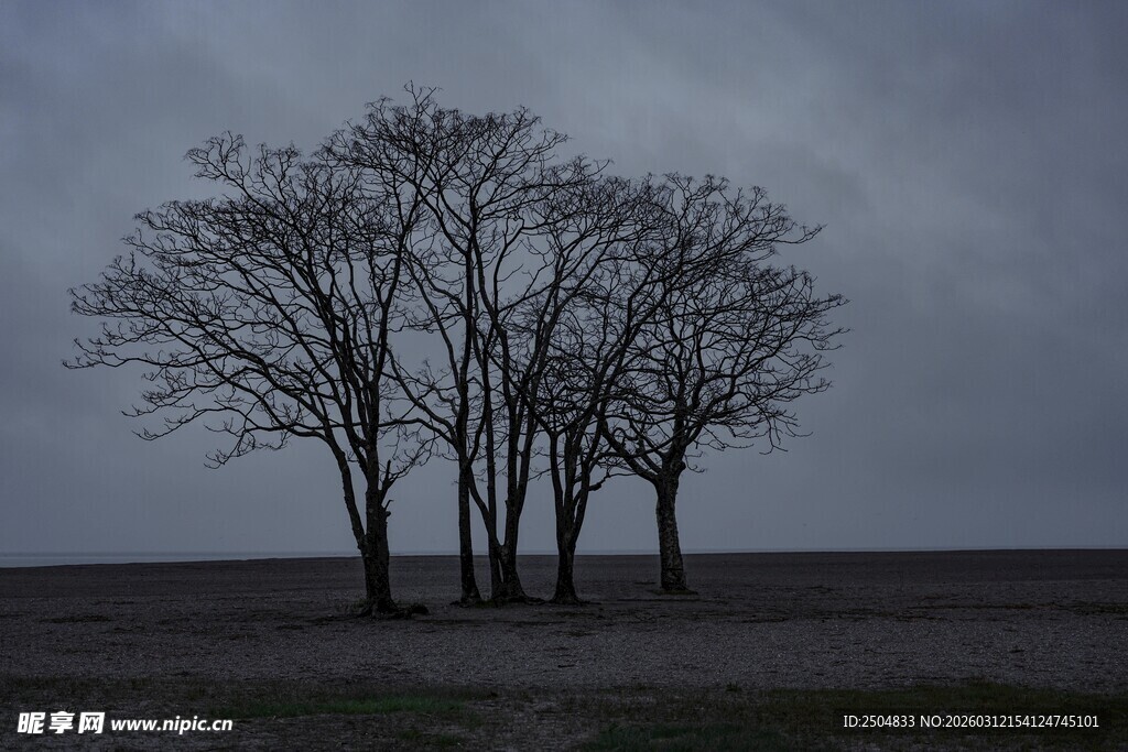 旷野孤树 尽显萧瑟之美