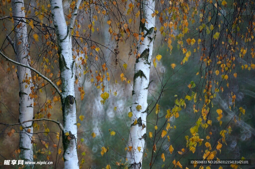 秋日白桦林美景