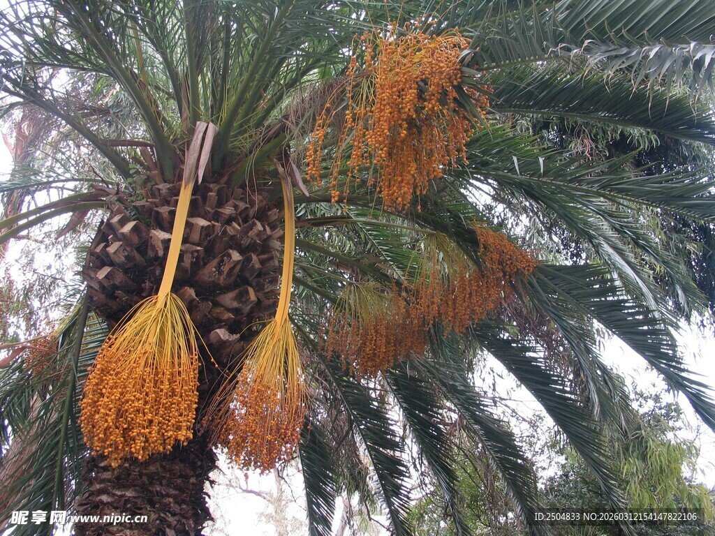 棕榈树上挂着串串果实