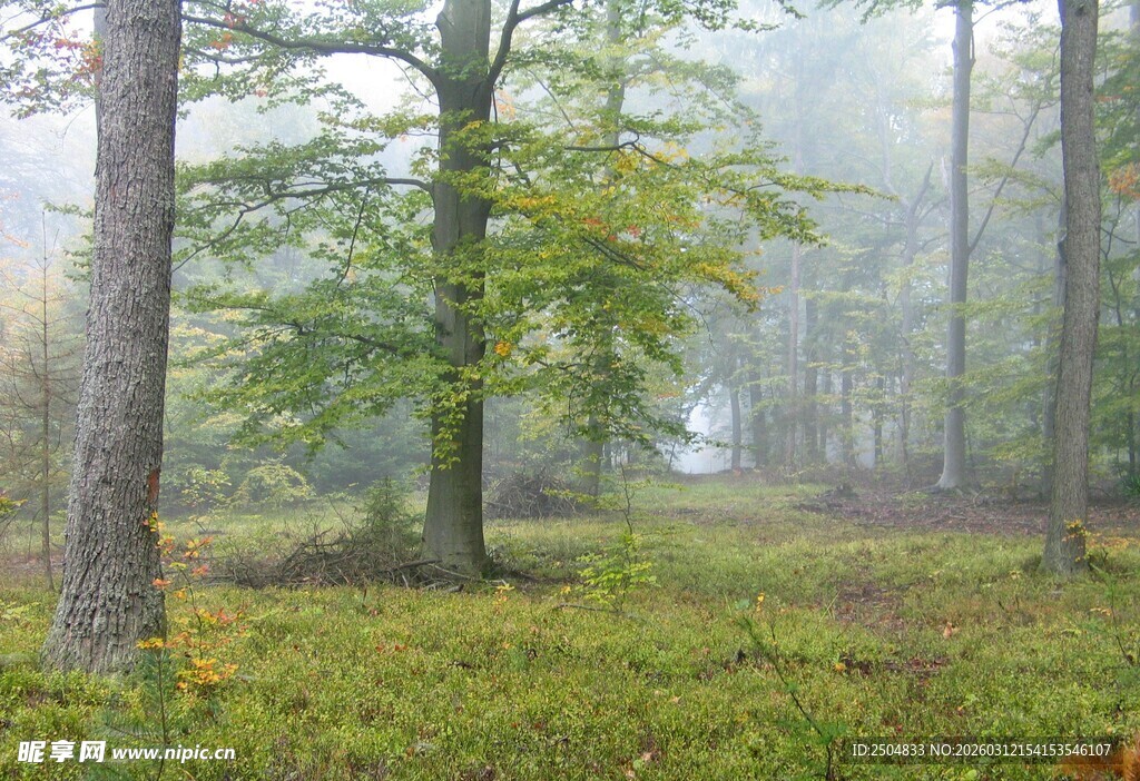 雾中森林美景
