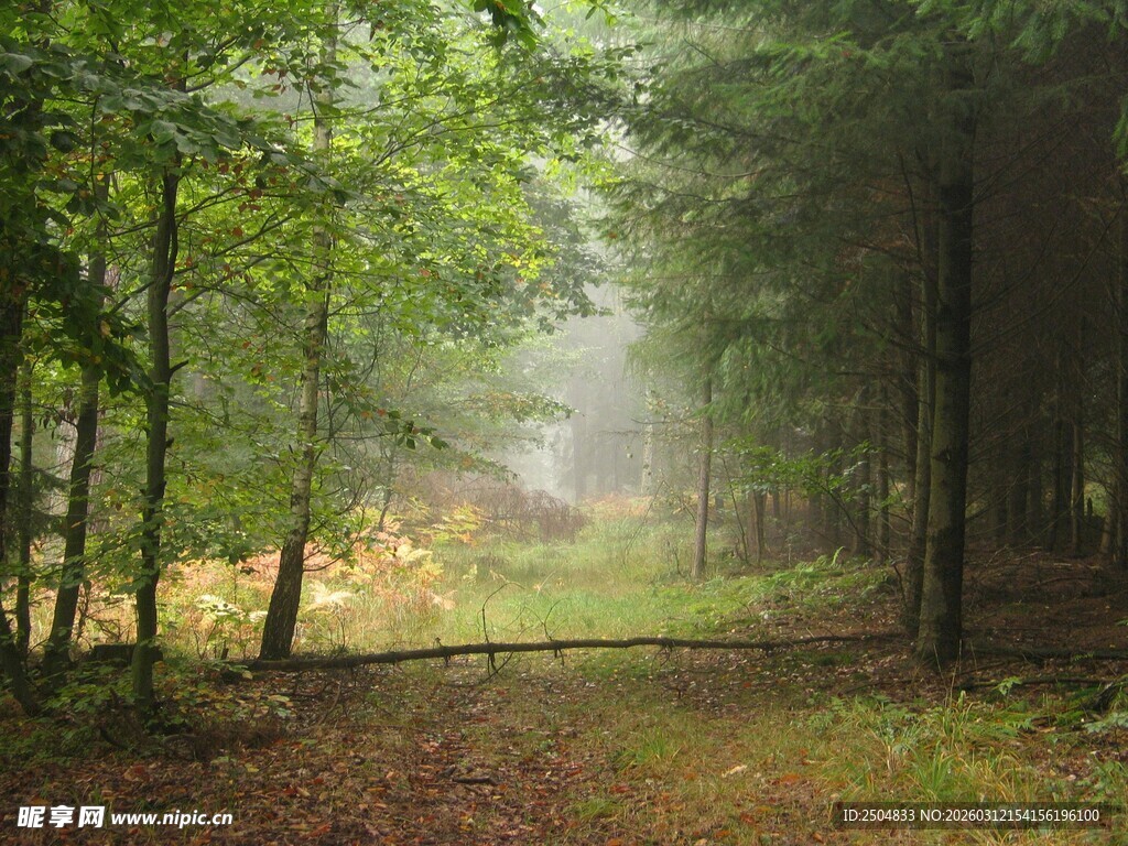 迷雾森林中的静谧林间小道