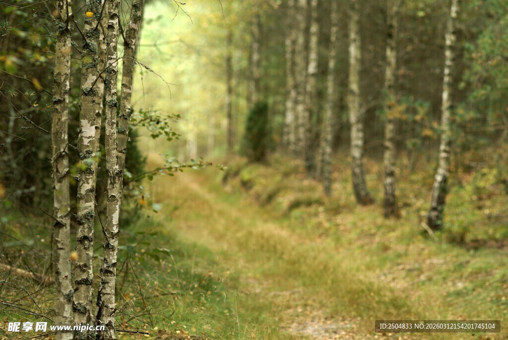 林间小道 静谧的自然景致