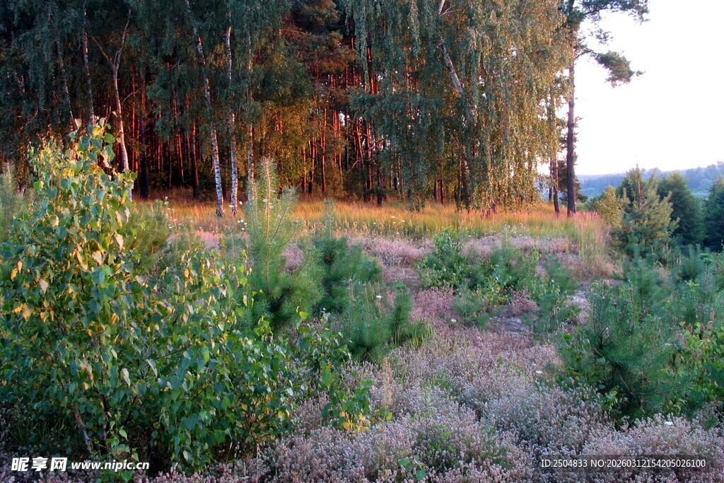 秋日林间草地自然景致
