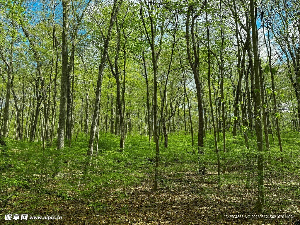 春日茂密森林景象
