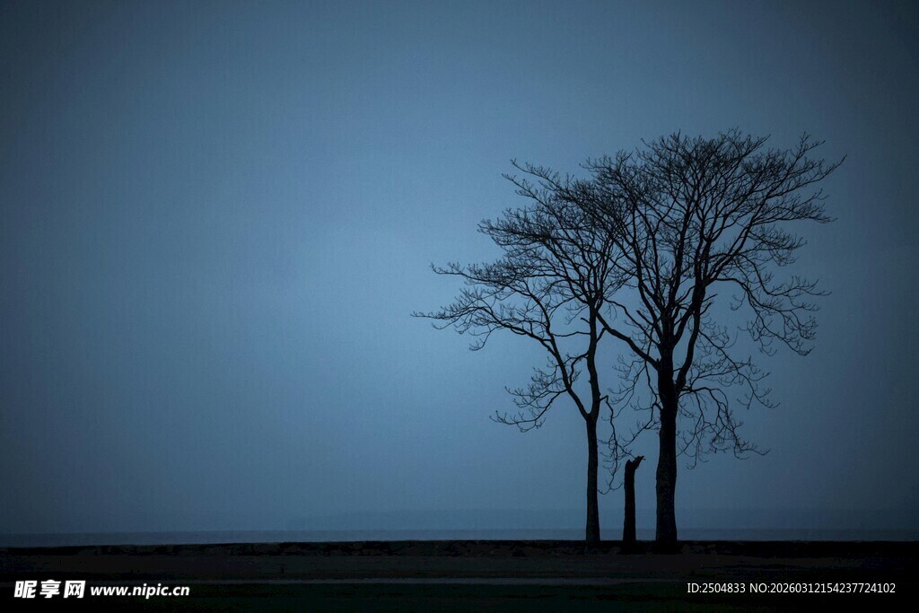 孤独枯树于暮色旷野