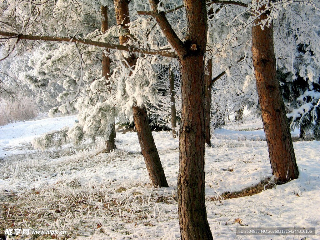 冬日雪覆树林美景