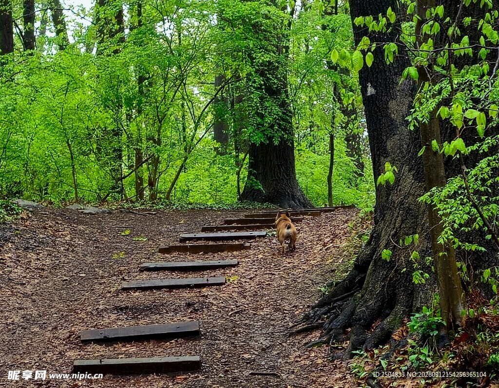 林间石阶 漫步自然之径