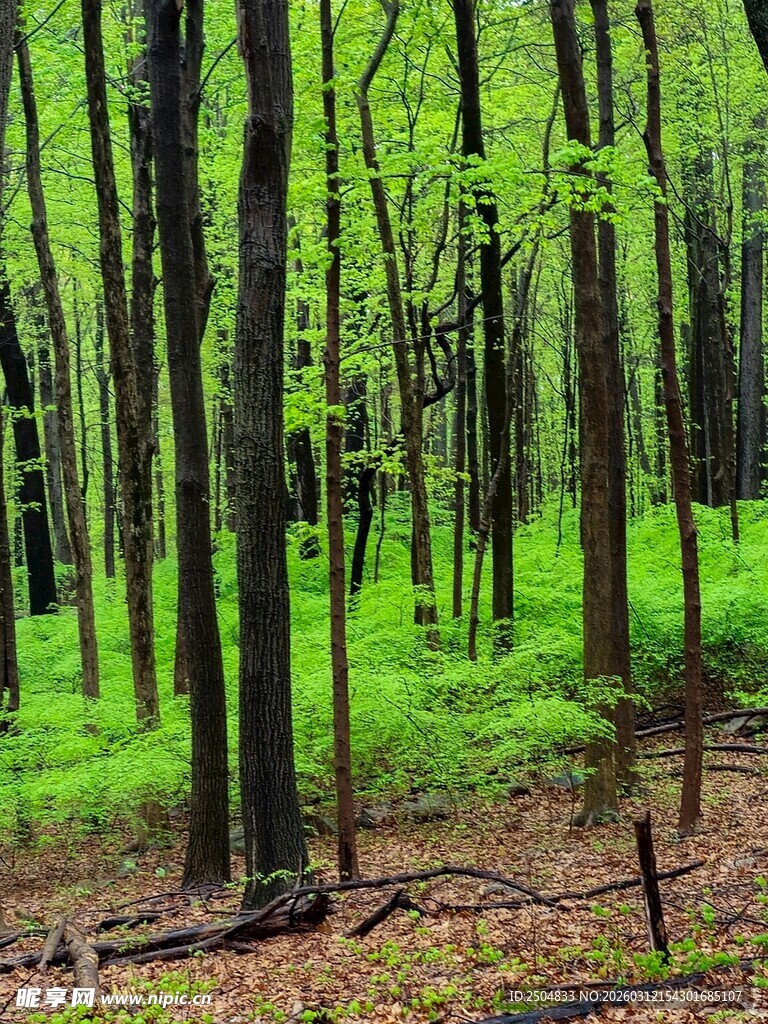 春日翠绿森林美景