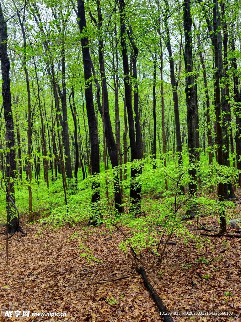 翠绿森林中的生机景象