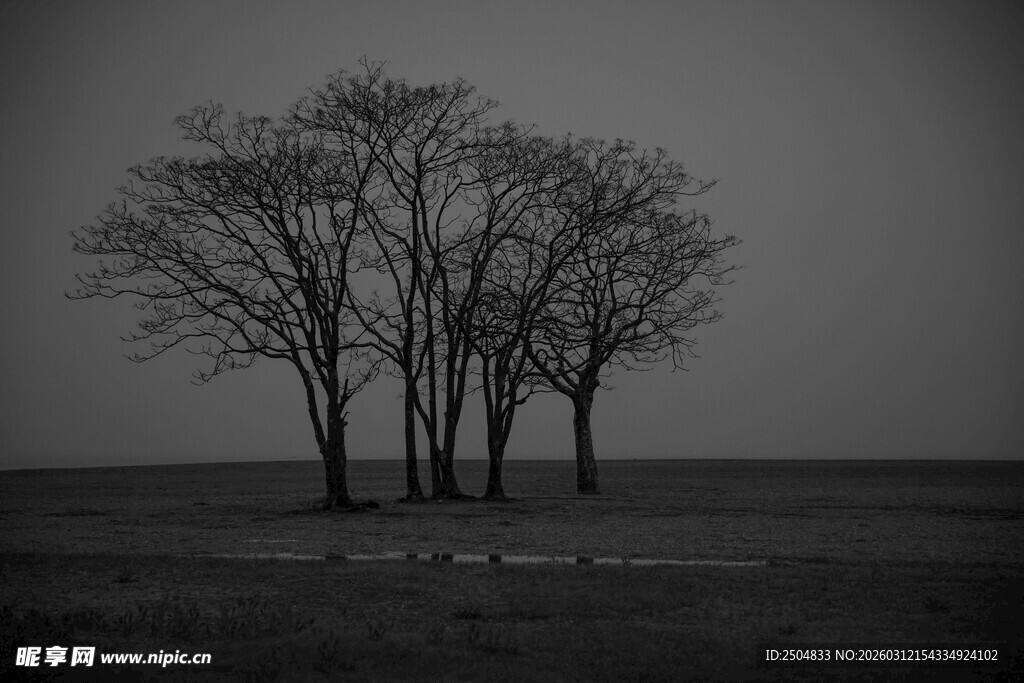 孤独旷野中的树
