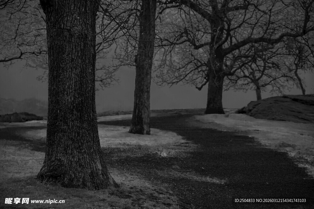 冬日树林中的静谧景象