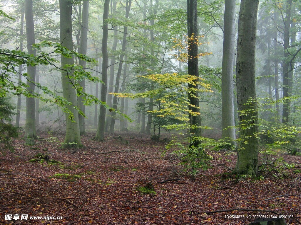 雾中静谧森林景象