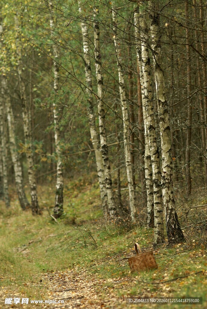 林间白桦林美景