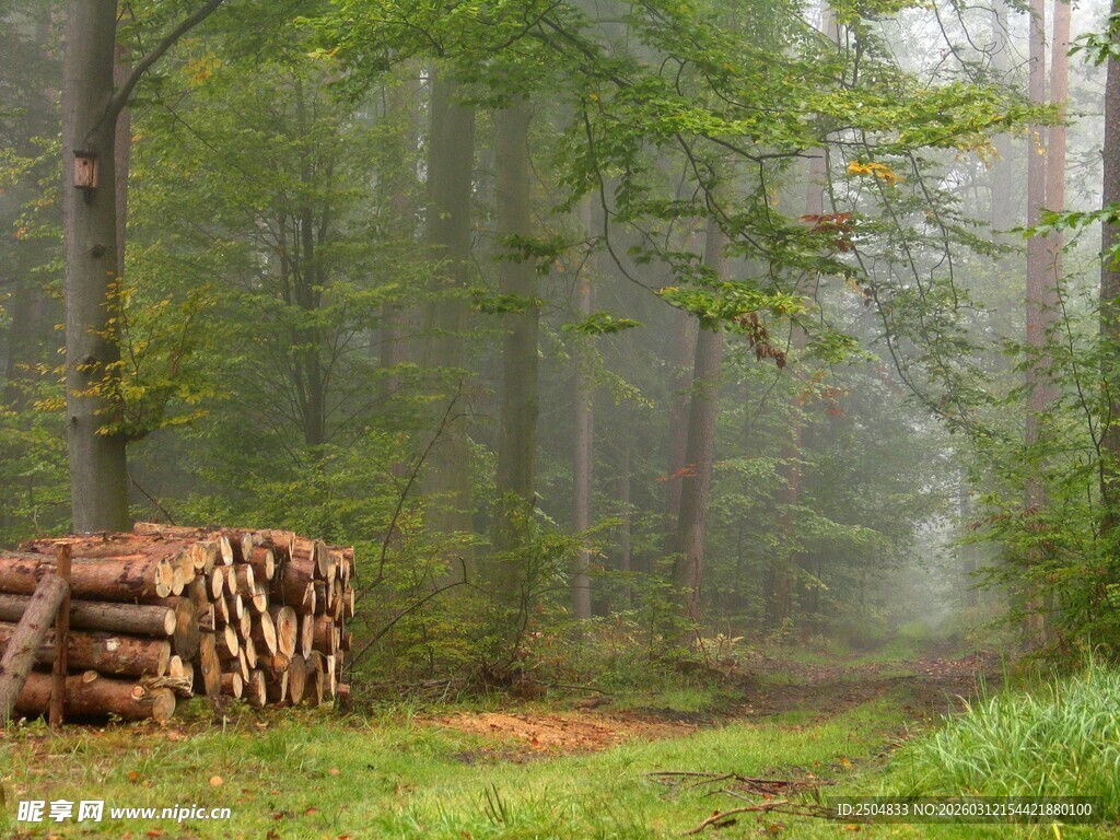 林间木垛 雾霭中的静谧景象