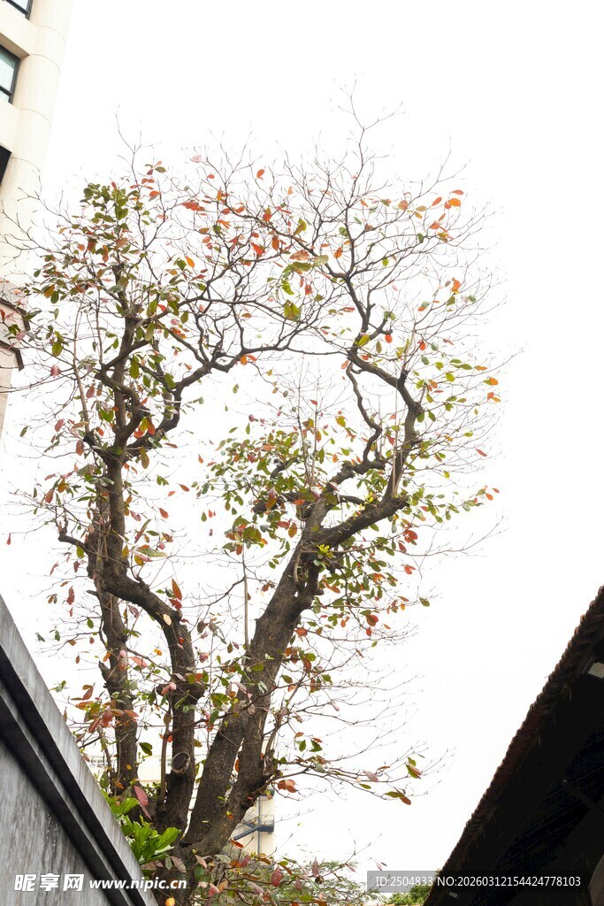 屋顶间绽放的繁花老树