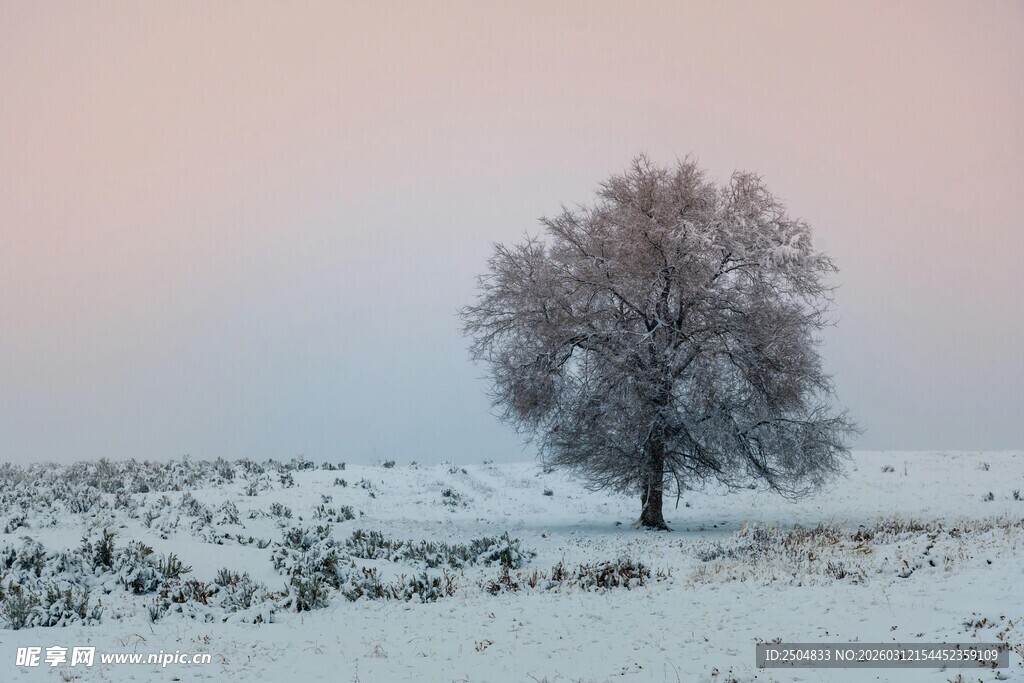 雪野孤树 静美冬日景象