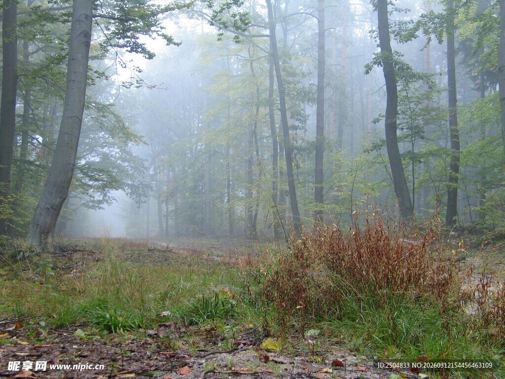 雾中静谧森林景象