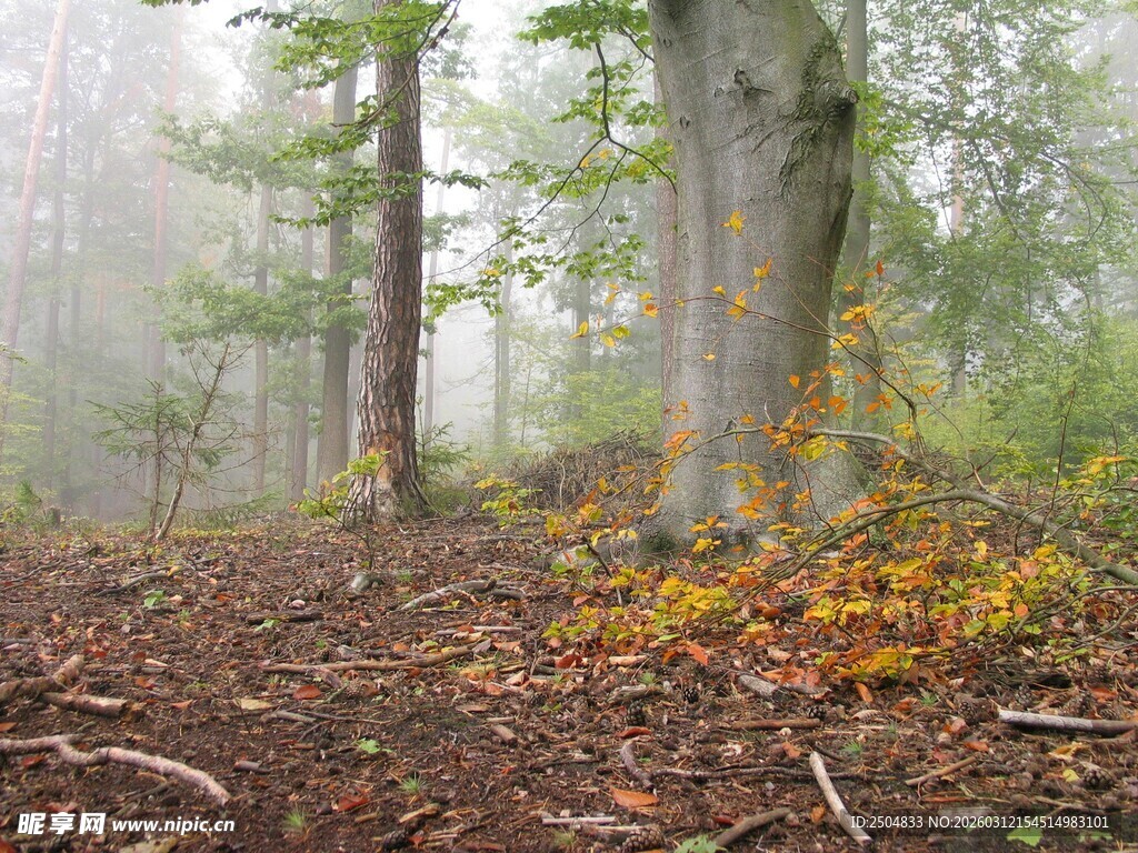 雾中森林秋景