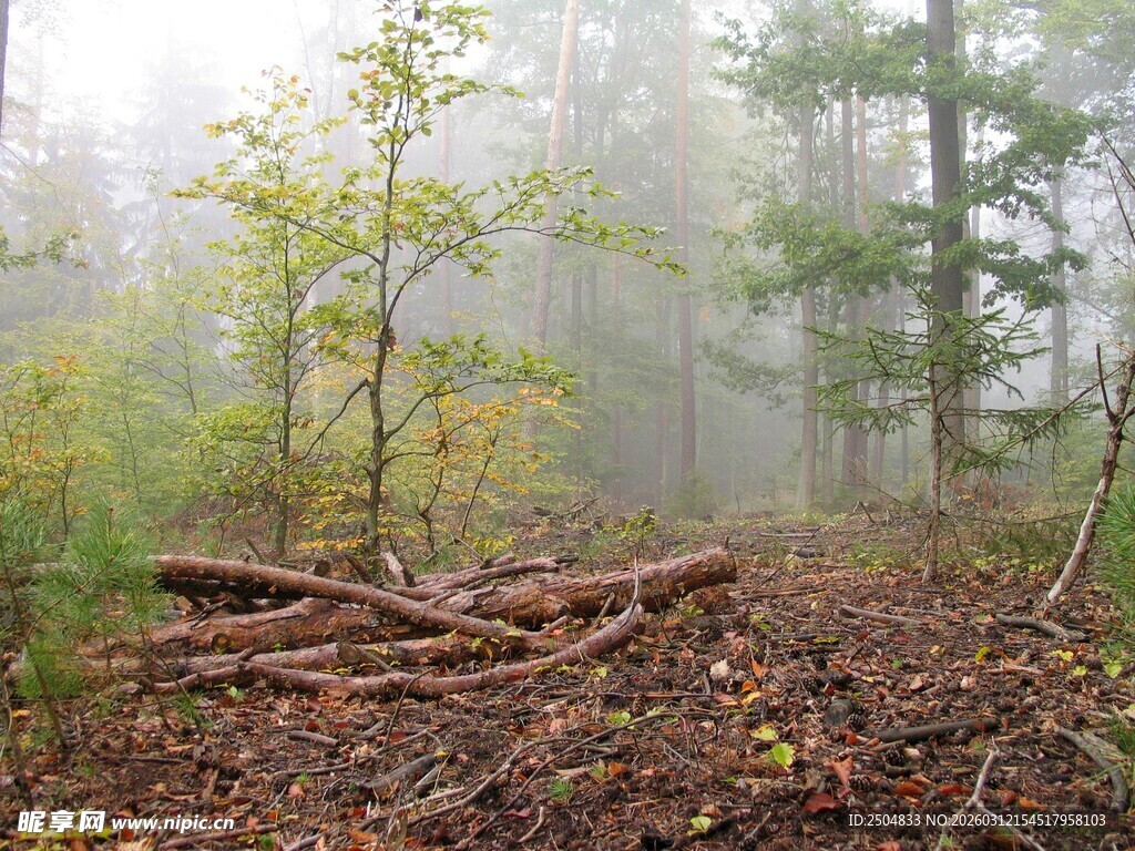 雾中森林枯木景象