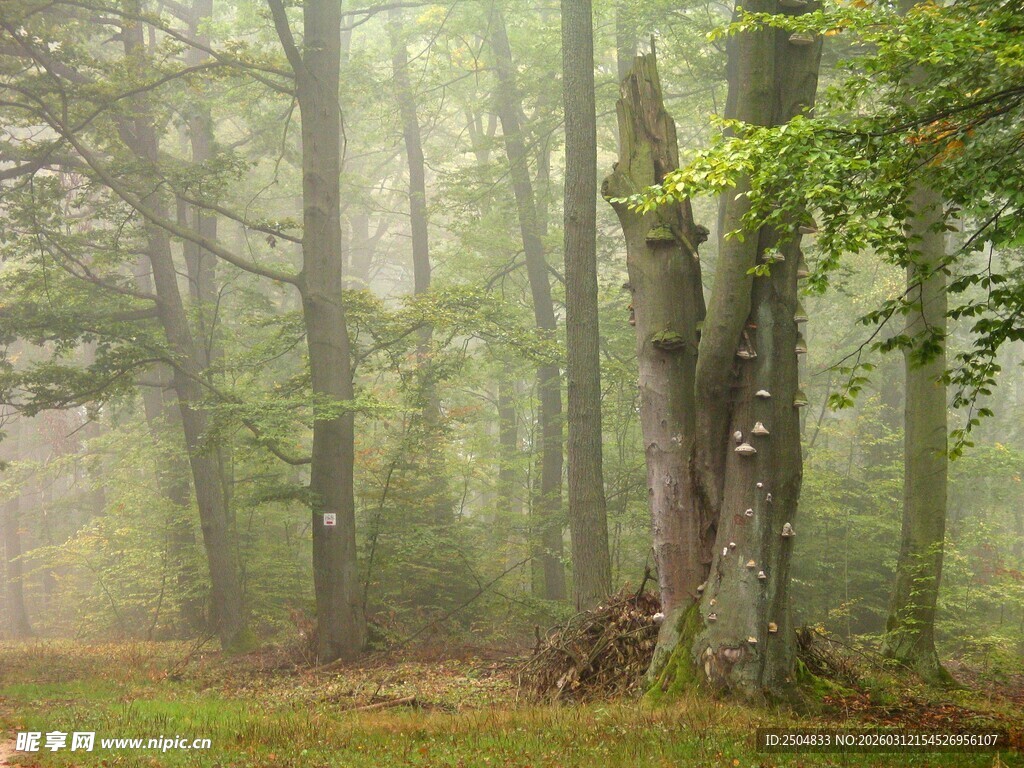 雾中森林的静谧景致