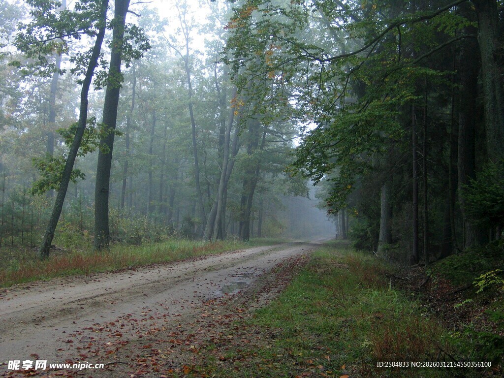 雾中林间小道
