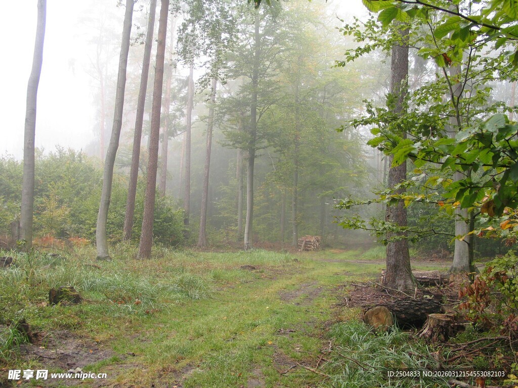 雾中森林小径美景