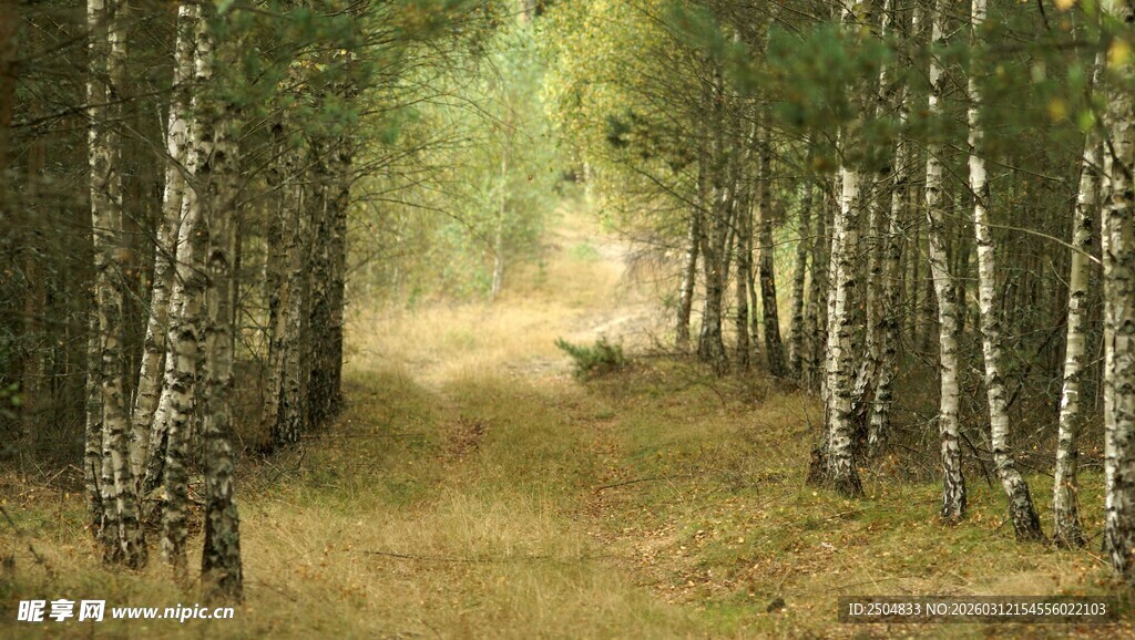 林间漫步的温馨自然景致