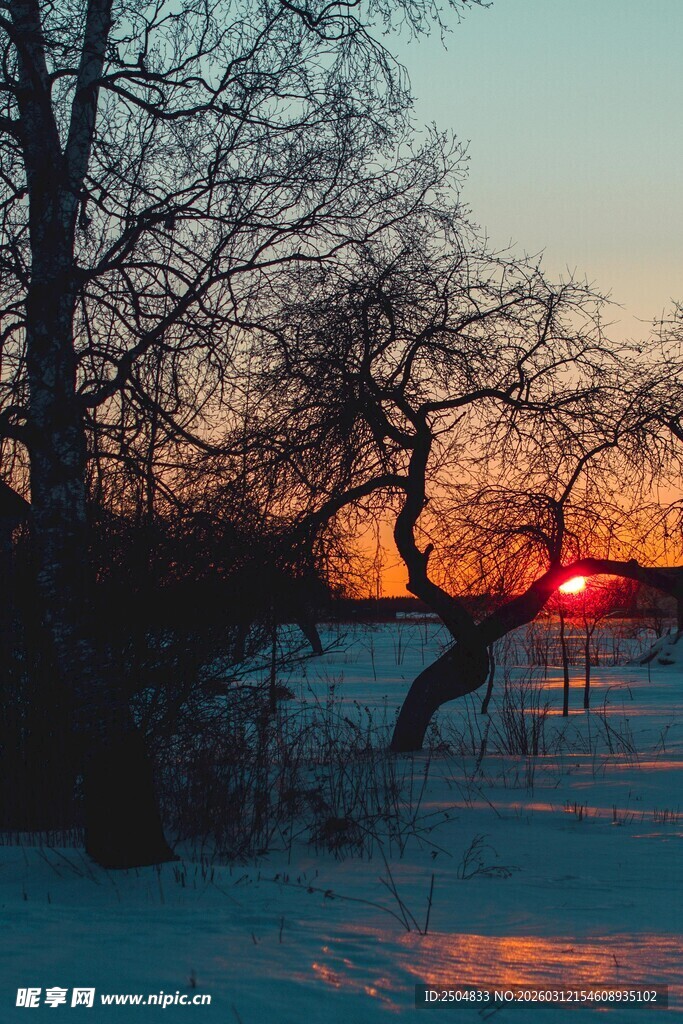 冬日夕阳下的雪地树林景观