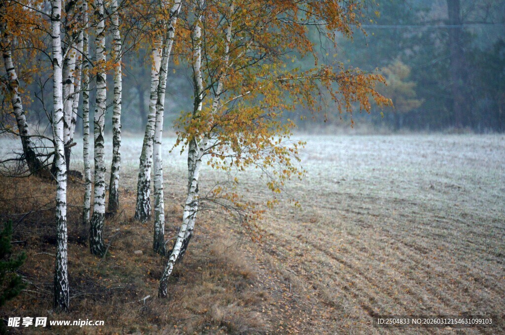 秋日白桦林的朦胧美景