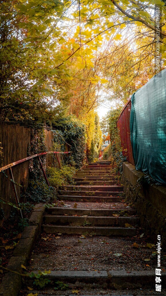 秋日林间的幽静木质步道